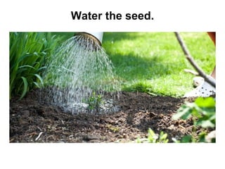 Water the seed.

 