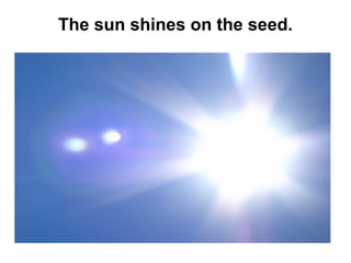 The sun shines on the seed.

 