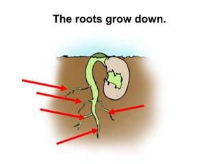 The roots grow down.

 