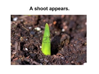 A shoot appears.

 