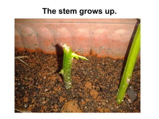 The stem grows up.

 