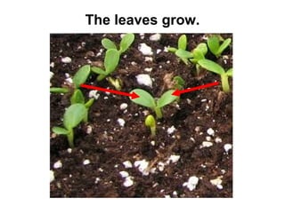 The leaves grow.

 