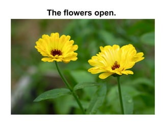 The flowers open.

 