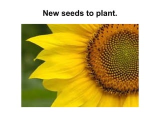 New seeds to plant.

 