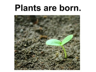 Plants are born.

 