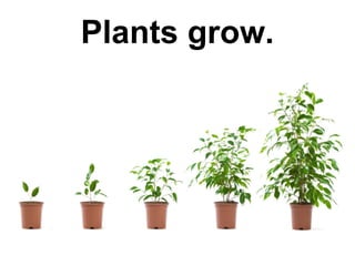 Plants grow.

 