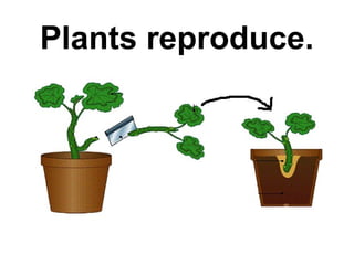 Plants reproduce.

 
