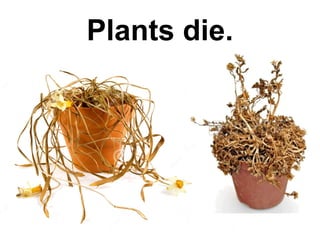 Plants die.

 