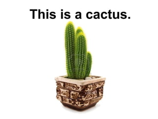 This is a cactus.

 