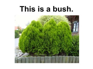 This is a bush.

 