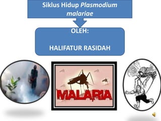 Siklus Hidup Plasmodium
malariae
OLEH:
HALIFATUR RASIDAH
 