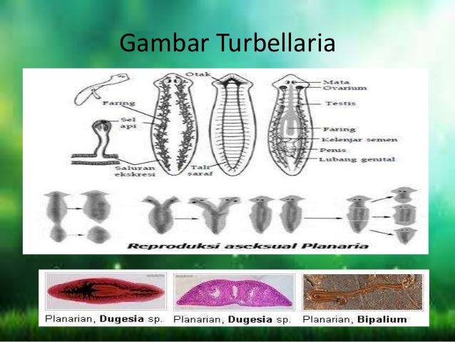 Ppt platyhelminthes