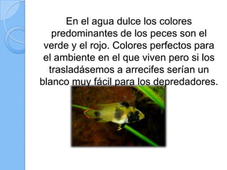 En el agua dulce los colores
predominantes de los peces son el
verde y el rojo. Colores perfectos para
el ambiente en el que viven pero si los
trasladásemos a arrecifes serían un
blanco muy fácil para los depredadores.

 