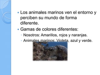 Los animales marinos ven el entorno y
perciben su mundo de forma
diferente.
 Gamas de colores diferentes:


◦ Nosotros: Amarillos, rojos y naranjas.
◦ Animales marinos: Violeta, azul y verde.

 