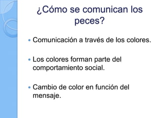¿Cómo se comunican los
peces?


Comunicación a través de los colores.



Los colores forman parte del
comportamiento social.



Cambio de color en función del
mensaje.

 