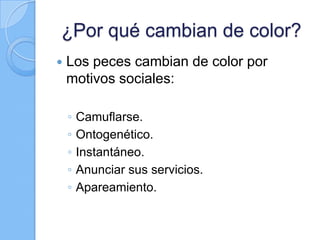 ¿Por qué cambian de color?


Los peces cambian de color por
motivos sociales:
◦
◦
◦
◦
◦

Camuflarse.
Ontogenético.
Instantáneo.
Anunciar sus servicios.
Apareamiento.

 