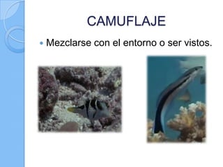 CAMUFLAJE


Mezclarse con el entorno o ser vistos.

 
