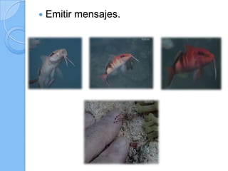 

Emitir mensajes.

 