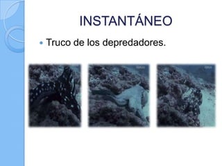 INSTANTÁNEO


Truco de los depredadores.

 