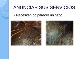 ANUNCIAR SUS SERVICIOS


Necesitan no parecer un cebo.

 