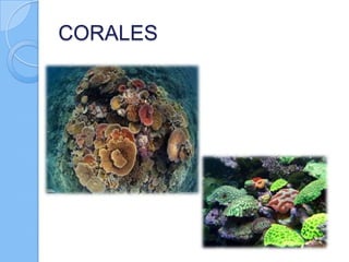 CORALES

 