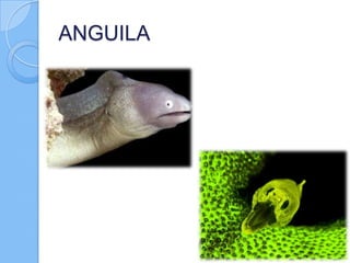 ANGUILA

 