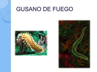 GUSANO DE FUEGO

 