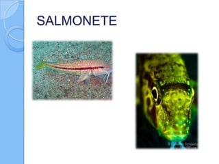 SALMONETE

 