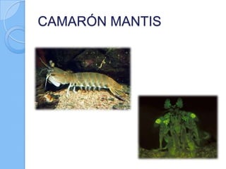 CAMARÓN MANTIS

 