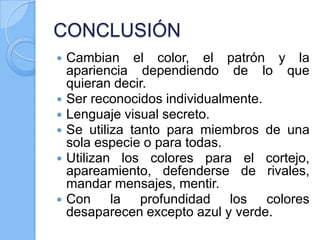 CONCLUSIÓN









Cambian el color, el patrón y la
apariencia dependiendo de lo que
quieran decir.
Ser reconocidos individualmente.
Lenguaje visual secreto.
Se utiliza tanto para miembros de una
sola especie o para todas.
Utilizan los colores para el cortejo,
apareamiento, defenderse de rivales,
mandar mensajes, mentir.
Con la profundidad los colores
desaparecen excepto azul y verde.

 