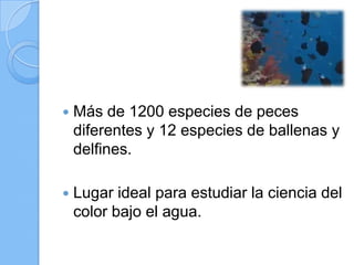 

Más de 1200 especies de peces
diferentes y 12 especies de ballenas y
delfines.



Lugar ideal para estudiar la ciencia del
color bajo el agua.

 