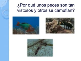 ¿Por qué unos peces son tan
vistosos y otros se camuflan?

 