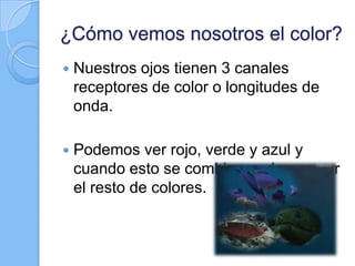 ¿Cómo vemos nosotros el color?


Nuestros ojos tienen 3 canales
receptores de color o longitudes de
onda.



Podemos ver rojo, verde y azul y
cuando esto se combina podemos ver
el resto de colores.

 