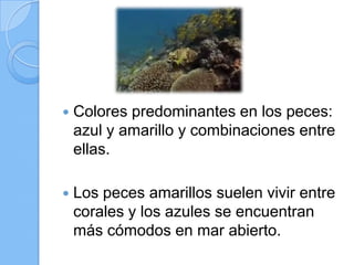 

Colores predominantes en los peces:
azul y amarillo y combinaciones entre
ellas.



Los peces amarillos suelen vivir entre
corales y los azules se encuentran
más cómodos en mar abierto.

 
