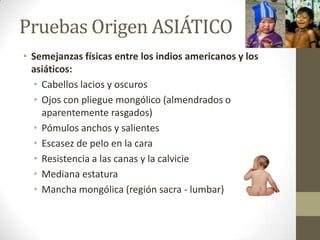 Pruebas Origen ASIÁTICO
• Semejanzas físicas entre los indios americanos y los
  asiáticos:
  • Cabellos lacios y oscuros
  • Ojos con pliegue mongólico (almendrados o
    aparentemente rasgados)
  • Pómulos anchos y salientes
  • Escasez de pelo en la cara
  • Resistencia a las canas y la calvicie
  • Mediana estatura
  • Mancha mongólica (región sacra - lumbar)
 