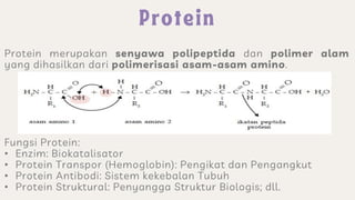 Protein merupakan senyawa polipeptida dan polimer alam
yang dihasilkan dari polimerisasi asam-asam amino.
Fungsi Protein:
• Enzim: Biokatalisator
• Protein Transpor (Hemoglobin): Pengikat dan Pengangkut
• Protein Antibodi: Sistem kekebalan Tubuh
• Protein Struktural: Penyangga Struktur Biologis; dll.
 