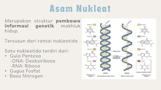 Merupakan struktur pembawa
informasi genetik makhluk
hidup.
Tersusun dari rantai nukleotida.
Satu nukleotida terdiri dari:
• Gula Pentosa
-DNA: Deoksiribosa
-RNA: Ribosa
• Gugus Fosfat
• Basa Nitrogen
 
