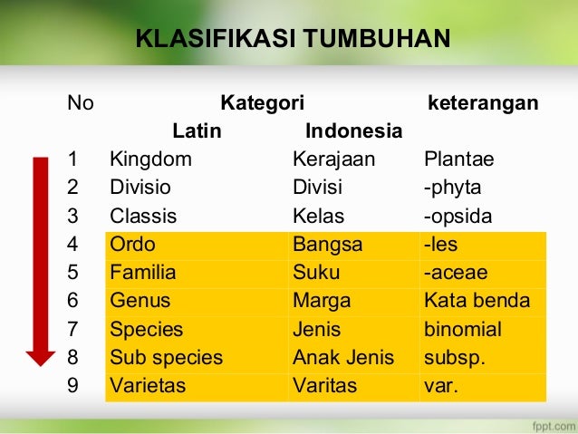 Taksonomi Tumbuhan Pengertian Makalah Klasifikasi Dan Contoh - Riset