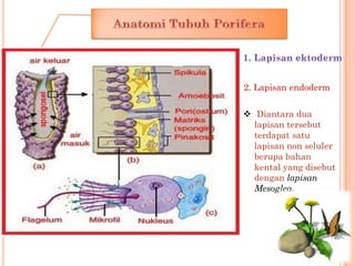 2. Lapisan endoderm

 Diantara dua
  lapisan tersebut
  terdapat satu
  lapisan non seluler
  berupa bahan
  kental yang ...