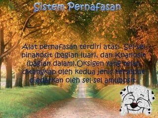 Alat pernafasan terdiri atas: Sel-sel
pinakosit (bagian luar), dan Koanosit
  (bagian dalam).Oksigen yang telah
ditangkap ...