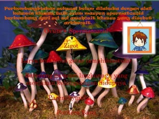 Perkembangbiakan seksual belum dilakuka dengan alat
   kelamin khusus.Baik ovum maupun spermatozoid
berkembang dari sel-se...