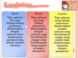 Ascon           Sycon         Leucon
 Tipe saluran    Tipe saluran   Tipe saluran
    air yang       air yang     yang lub...