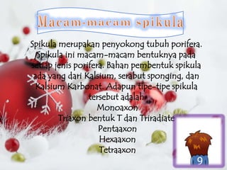 Spikula merupakan penyokong tubuh porifera.
  Spikula ini macam-macam bentuknya pada
setiap jenis porifera. Bahan pembentu...