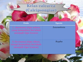 Ordo                Spesie

 1. Asconosa (tipe askon    Leucosolenia
yang kemudian berubah
   menjadi tipe leucon


 2. Sy...