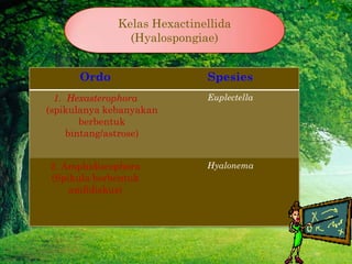 Kelas Hexactinellida
                (Hyalospongiae)


      Ordo                   Spesies
  1. Hexasterophora          E...