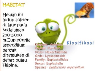 Hewan ini
hidup soliter
di laut pada
kedalaman
200-1.000
m.Euplectella
aspergillum
banyak
ditemukan di
dekat pulau
Filipin...