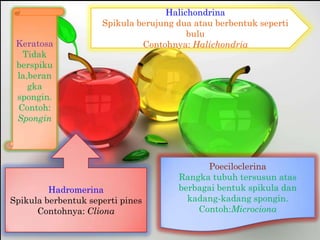 Halichondrina
                     Spikula berujung dua atau berbentuk seperti
                                        bul...
