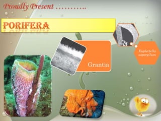 Euplectella
          aspergilum


Grantia
 