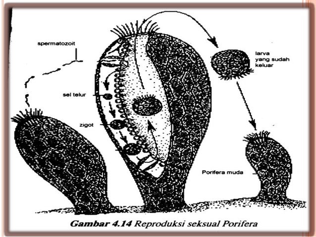 Power point porifera