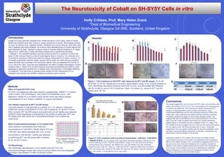 The Neurotoxicity of Cobalt on SH-SY5Y Cells in vitro
Holly Cribbes, Prof. Mary Helen Grant
*Dept of Biomedical Engineering
University of Strathclyde, Glasgow G4 0RE, Scotland, United Kingdom
Introduction
Cobalt (Co) wear particles released from cobalt-chromium (CoCr) alloy metal-on-metal
(MoM) hip implants have been shown to cause symptoms of toxicity. Neurological sympto
ms such as memory loss, cognitive decline, blindness and loss of hearing, have been repo
rted in patients with these implants, all of whom have elevated blood Co levels beyond the
toxic threshold of 7µg/L. Normal Co serum levels in humans without implants is <0.19µg/L
(Bocca et al., 2006) and in those with MoM implants this is significantly elevated
( >400µg/L). The scientific literature provides evidence that Co is cytotoxic to many cell
types in vitro however there is a lack of toxicological data on neurons. It is unknown how
Co exerts its neurotoxic effects and what the cellular mechanism(s) of action could be. Co
is thought to generate reactive oxygen species (ROS) within the cells inducing oxidative
stress and this may contribute to its neurotoxic effects. Here we assessed the toxicity of
Co on SH-SY5Y cells. Once this was established, the effect of added antioxidants n-acetyl
cysteine (NAC), Vitamin B12 and the hydroxyl scavenger dimethylthiourea (DMTU) were
assessed to determine whether the Co effects were counteracted or modulated following
co-treatment. This was done to provide further insight into the mechanisms of Co-
mediated neurotoxicity and whether oxidative processes were involved.
Conclusions
The results suggest that CoCl2 is toxic to SH-SY5Y cells in vitro and this could
relate to the toxicity of CoCl2 in vivo. This could therefore have consequences
for patients with MoM hips. CoCl2 reduced cell viability measured by MTT
assays in a dose-dependant manner at high concentrations. Clear
morphological differences can be seen comparing controls to 500µM CoCl2
treated cells. Cells containing CoCl2 appear shrunken with their processes
completely retracted and appear to have formed apoptotic bodies. This
suggests that high concentrations of CoCl2 induces apoptosis in SH-SY5Y
cells. From 48h, longer incubation times with CoCl2 caused significantly
greater effects on cell viability and this is reflected in their LD50 values. The
MTT results at 24 hours suggest that CoCl2 may be more toxic at this point as
the LD50 value is lower than that at 48 hours and 72 hours. These data
suggest that CoCl2 may rapidly interfere with the reductive metabolism of the
cell before a neuronal defence mechanism is activated. Consequently, the
mitochondria could be a target in CoCl2 toxicity.
Antioxidants added to CoCl2 treated cells increase cell viability at lower
concentrations but only to some extent. The antioxidants had no significant
effect on cell viability at higher CoCl2 concentrations suggesting that CoCl2 at
this point is too toxic. Since the antioxidants did not greatly modulate the
effects of CoCl2 toxicity, oxidative stress may not be the main mechanism of
CoCl2 toxicity. Future research could focus on identifying the underlying
cellular mechanisms of cobalt toxicity for therapeutic benefits in those
exposed to high amounts from their MoM implant.
Figure 1: CoCl2 treatment on SH-SY5Y cells measured by MTT and NR assays. (A) At 24h.
(B) At 48h. (C) At 72h. Results are % of control values (Mean+ range, n=12). Control contains no
CoCl2. Microscopy cell pictures showing control with no CoCl2 and cells treated with 500µM at
24h (D), at 48h (E) and at 72h (F).Scale bar = 50µm. (G) shows LD50 values for MTT and NR
assays at 24, 48, 72h
Figure 2: CoCl2 treatment with and without antioxidants, 1mM NAC, 1mM DMTU
+ 500µM Vit B12. (A) Cell viability at 48h with/without antioxidant treatment. Results are % of
control containing no CoCl2. *sig dif to control (Mean + range, n=12 (B) Cell pictures showing
controls without CoCl2 treatment, with 300µM CoCl2 only, and 300µM CoCl2 with antioxidant
treatment at 48h. Scale bar = 50µm (C) Table showing MTT significant differences compared to
CoCl2 only treated cells. results for 24h (blue), 48h (red) and 72h (green). +sig diff compared to
CoCl2 only control. – not sig diff from CoCl2 only control.
Methods
Effect of Cobalt SH-SY5Y Cells
SH-SY5Y neuroblastoma cells were cultured in supplemented DMEM/ F-12 nutrient
mixture (Gibco, Life Technologies). Solid cobalt (II) hexahydrate (CoCl2) was
dissolved in sterile d-H2O to obtain a stock solution which was used to prepare
concentrations of CoCl2 diluted in DMEM/F-12 medium (25-500µM).
Cell Viability measured by MTT and NR assays
Cells were seeded in a 96-well plate at a density of 5 x 104
cells/cm2.
.Cells were
treated with various concentrations of CoCl2 and incubated for 24, 48 and 72 hours.
After incubation MTT and NR assays were performed and cell viability was measured
at 540nm where absorbance is proportional to the number of viable cells. MTT and
NR assays were also carried out in antioxidant/scavenger CoCl2-treated cell
experiments.
Effect of antioxidants/scavenger on Co-treated cells
Stock solutions of antioxidants were made and
concentrations of 1mM DMTU, 500µM Vitamin B12 and
1mM NAC were added separately with CoCl2 at toxic
concentrations (300-600µM). Viability was assessed
by performing MTT and NR assays after incubation
for 24, 48 and 72 hours.
Cell Morphology
Cell morphology was assessed in CoCl2 treated cells and CoCl2 with
antioxidant/scavenger treated cells using microscopy (Nikon) and cell photographs
were taken using Moticam 10.0MP microscopy camera.
Figure 1. 96 well plate arrangement
X – Cells + Medium; X - CoCl2 controls (300-
600µM); Y – Antioxidant/scavenger controls; Y
– Antioxidant + CoCl2 at 300-600µM
A
B
CResults
D E F
G
Cell Viability after 48h Cobalt
treatment with/ without AntioxidantsA B
C
 